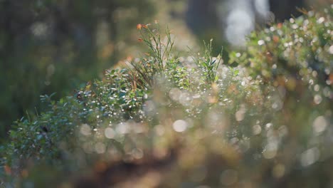 explore the serene beauty of autumn as blueberry shrubs and heather in the forest undergrowth glisten with morning dew