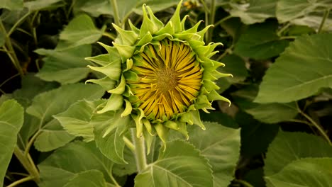 close-up young sunflowers, sunflower swaying in the wind