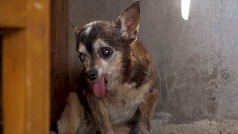 tailandia cámara lenta perro chihuahua viejo y feo