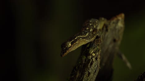 Riesengecko-In-Freier-Wildbahn-|-Amazonas