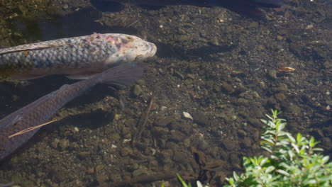 Hermosos-Peces-Koi-Nadando-En-Aguas-Claras-Poco-Profundas---Cámara-Lenta