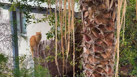 Cat-stands-perched-along-a-fence-in-Cyprus