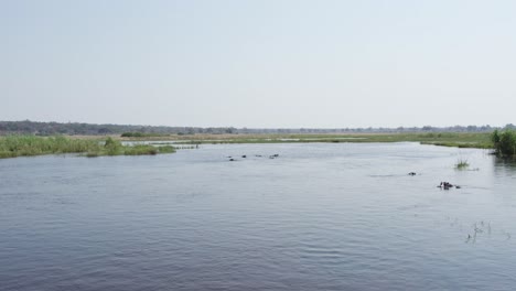 common hippo , in cuando or kwando river chobe national park, botswana, africa - aerial drone shot