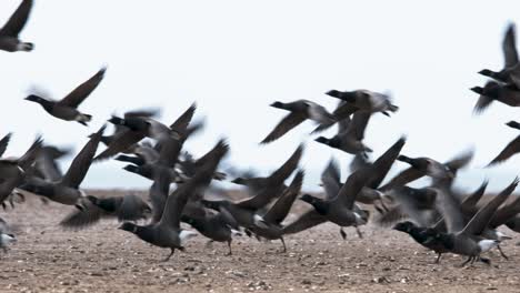 Ringelgänse,-Wildgeflügel,-Fliegende-Vögel,-Die-Wäsche-In-Norfolk,-Zeitlupe