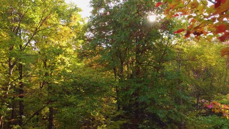 drone flying along autumn forest beauty landscape in montréal, québec