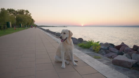 cute labrador retriever sitting by the lake during sunset