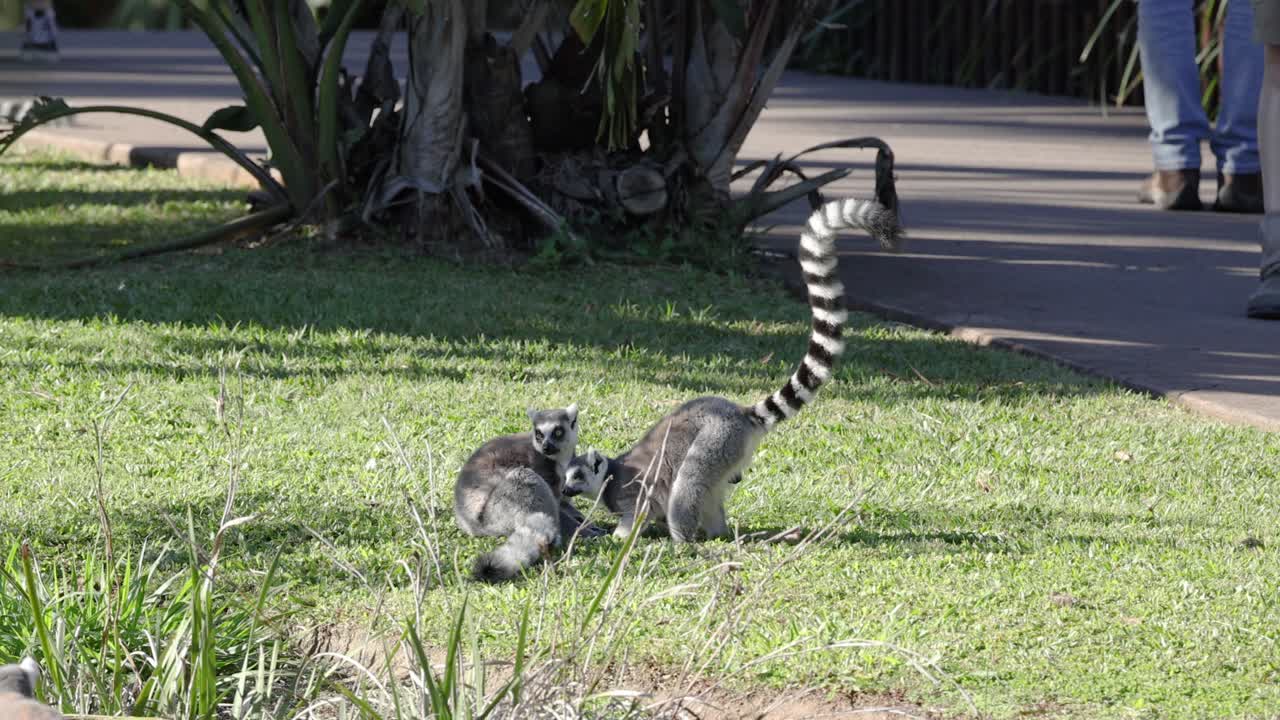 두 마리의 레무르가 놀이하는 상호 작용을 하고 있습니다.