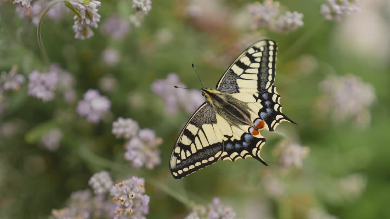 Scatto macro di una farfalla macaone appena schiusa su lavanda