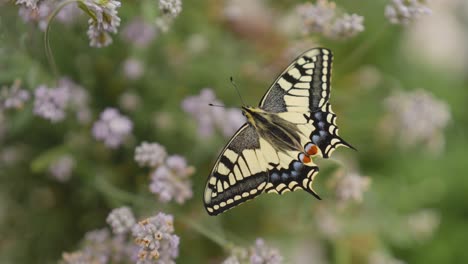 Macro shot of a newly hatched swallowtail butterfly on lavender