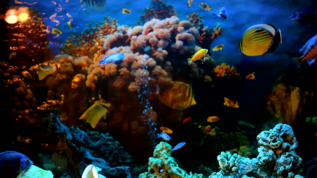 экзотические рыбы в аквариуме