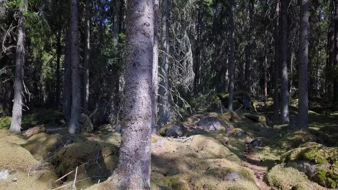 오래된 이끼 낀 손길이 닿지 않은 나무, 고요하고 평화롭지만 무섭고 신비한 숲에서 꾸준한 짐벌 워크