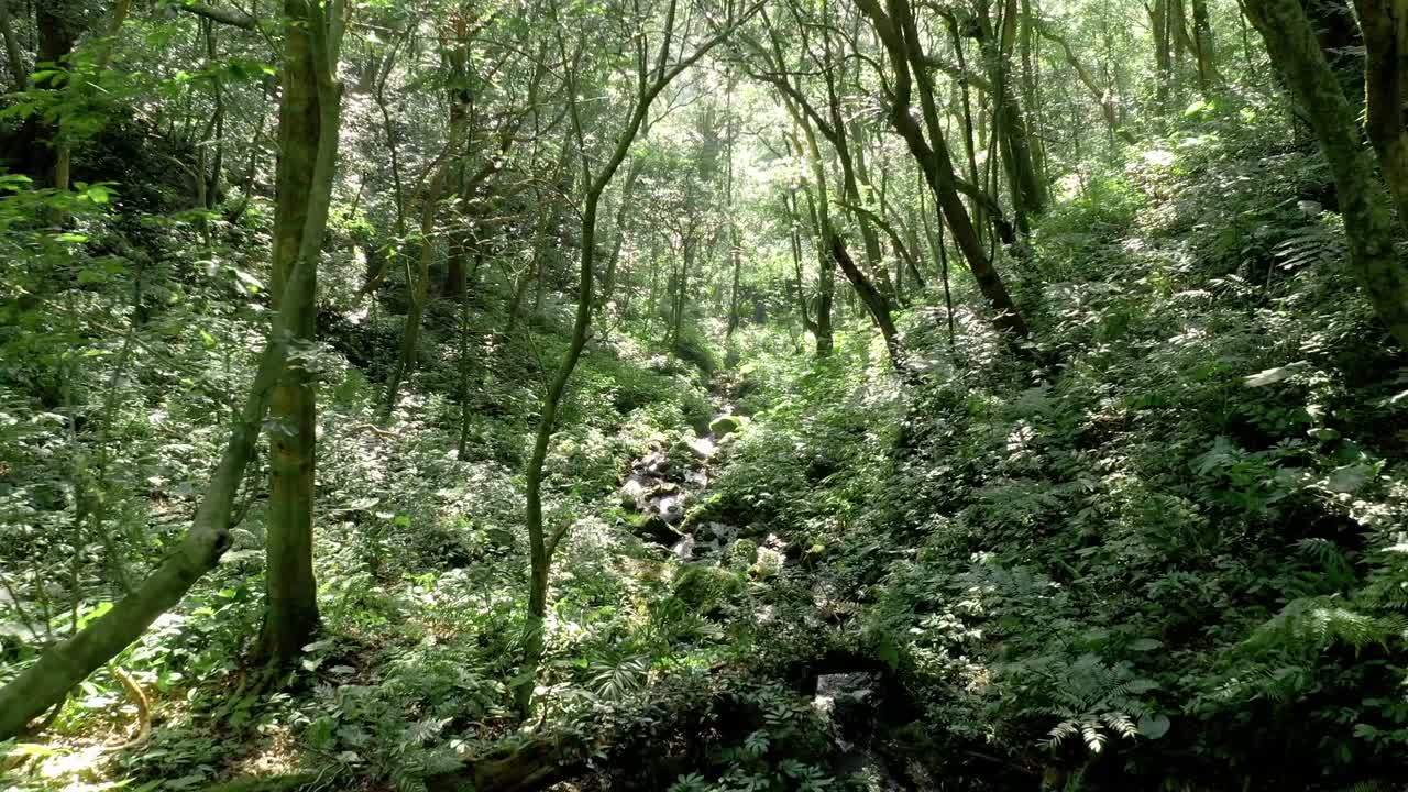 vuelo aéreo de drones a través de la jungla verde tropical con hermosa luz solar en el sudeste asiático