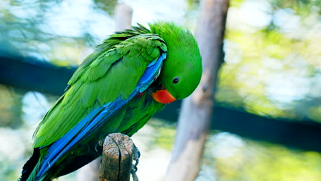 retrato de hermoso cofre de limpieza de loros tropicales verdes