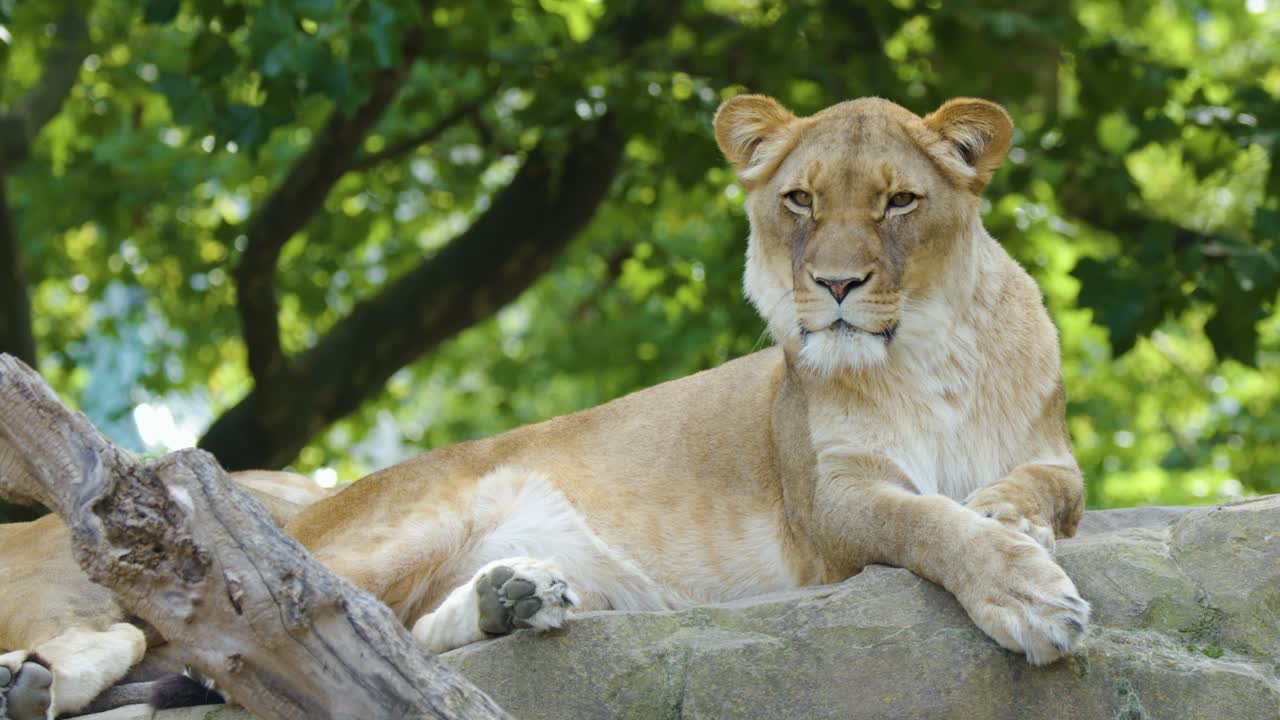 Lioness calmly lounges on rock, natural daylight, steady camera, lush green zoo habitat background