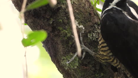 el pájaro carpintero de cresta carmesí usa el pico para perforar agujeros en la corteza en busca de insectos
