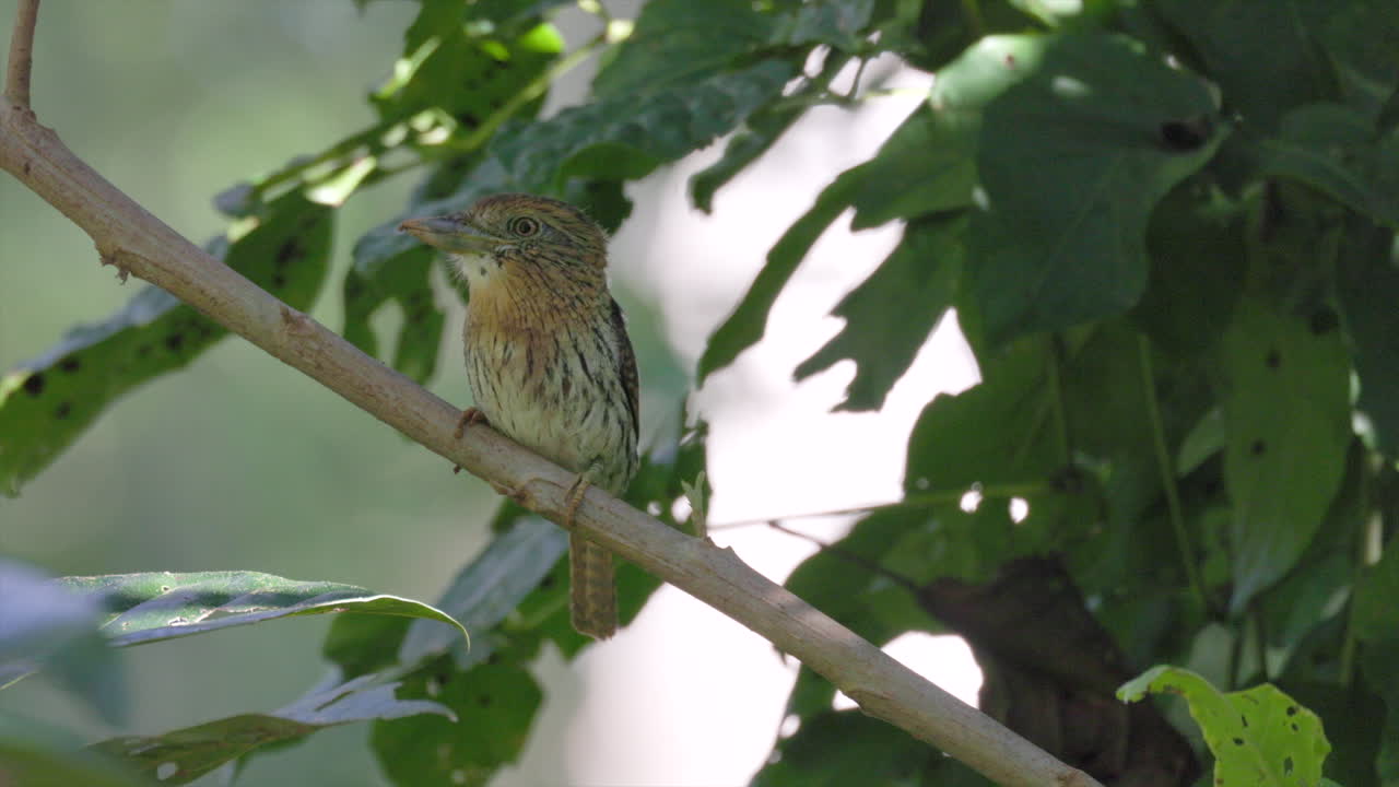 Perched tropical exotic jungle rainforest Striolated Puffbird bird big beak hunting in South America3