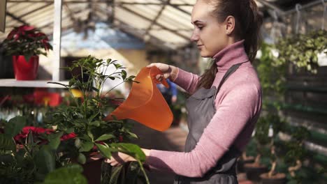 attractive female gardener in uniform watering a pot with green plant with garden watering can in greenhouse