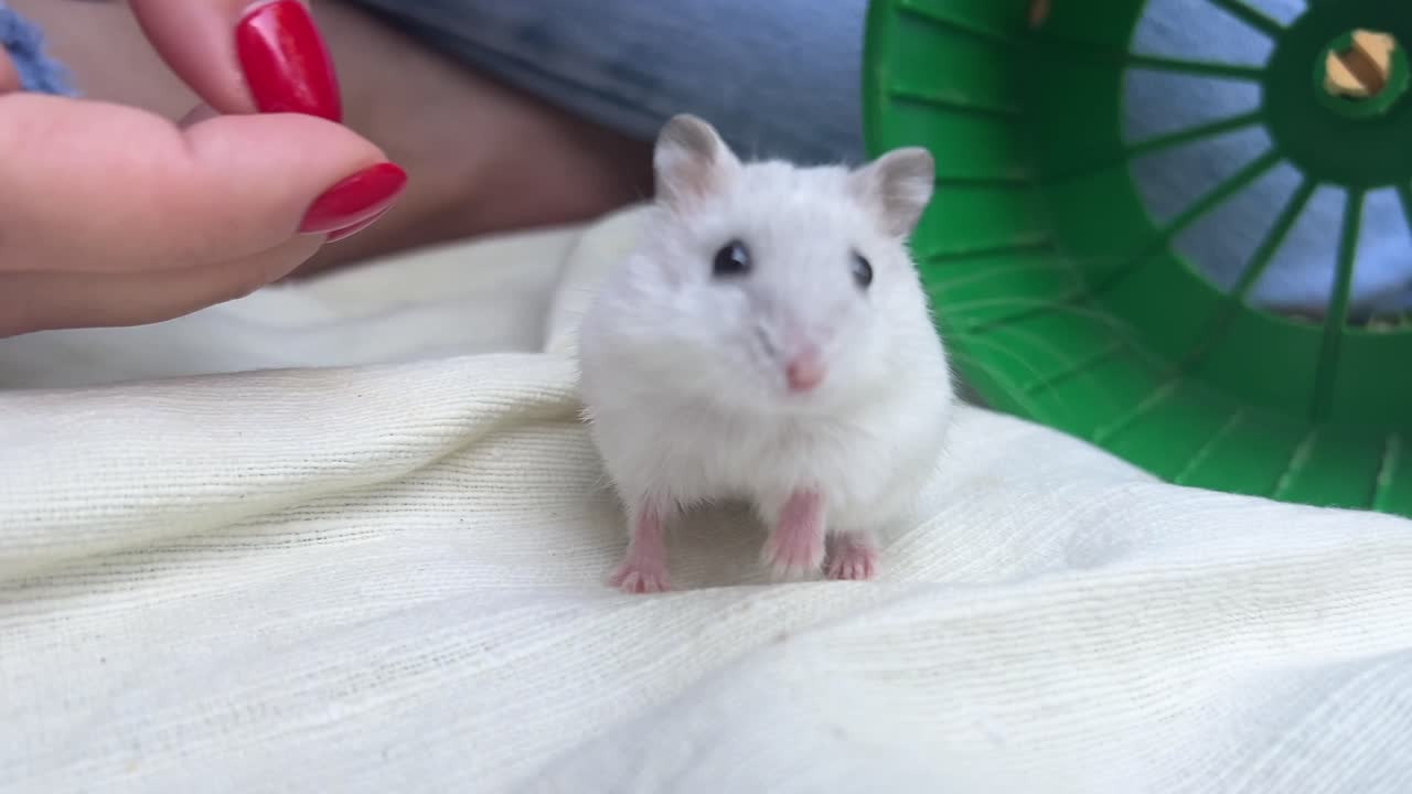 hámster blanco en una rueda de ejercicio verde