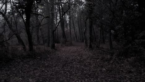 a walk through creepy forest on a misty sunset