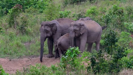 The-Asiatic-Elephants-are-endangered-species-and-they-are-also-residents-of-Thailand