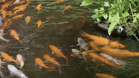 Koi-Fische-Oder-Ausgefallene-Karpfen-Schwimmen-In-Einem-Japanischen-Teich