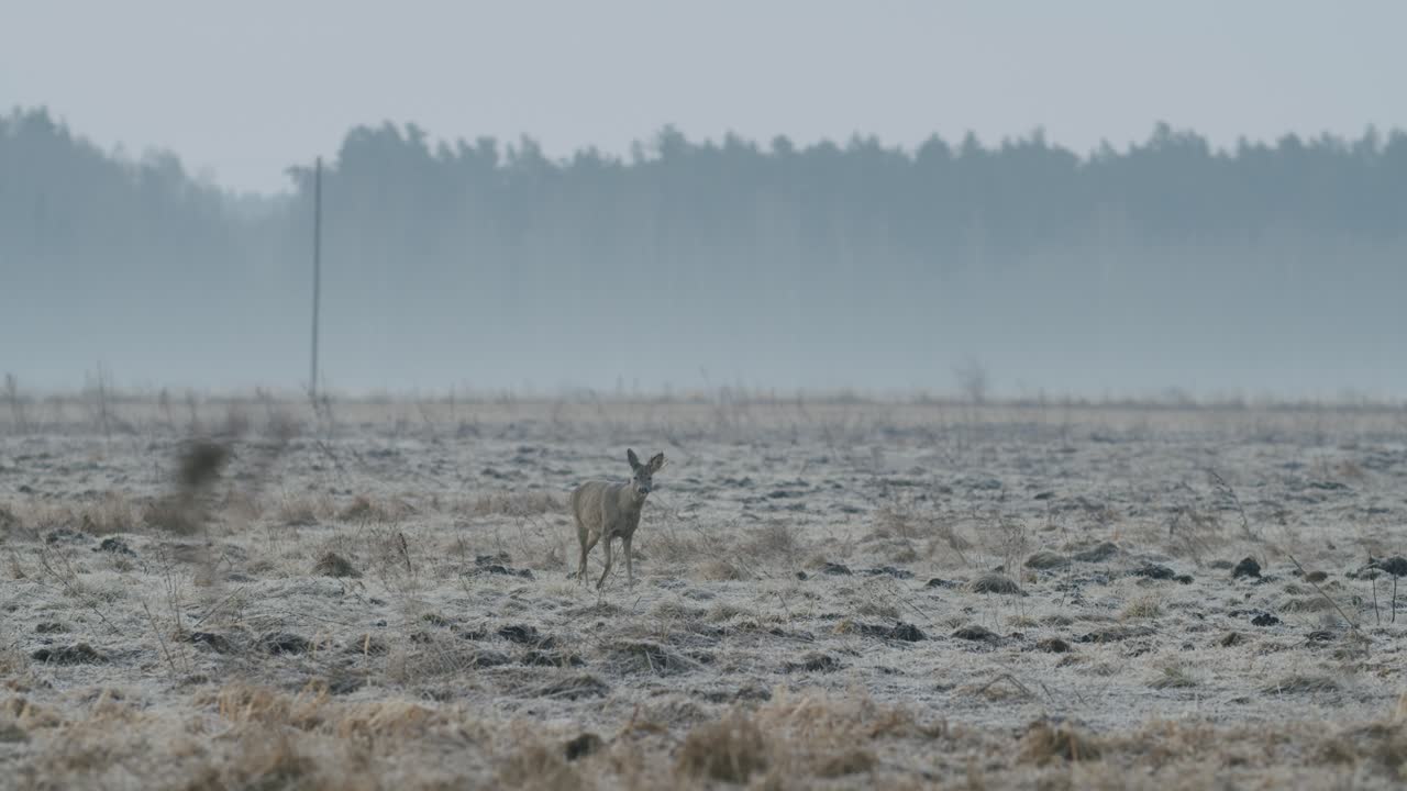 Almindeligt vildt rådyr går og spiser græs på marken på en tør græseng i det tidlige forår, nærbillede