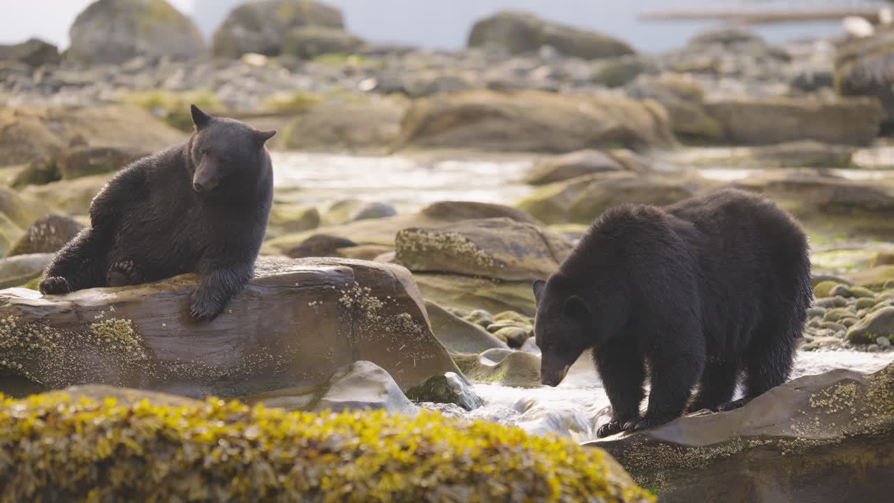Schwarzbär geht am Fluss und Strand entlang auf der Suche nach Lachs, um vor dem Winterschlaf in British Columbia, Kanada, zu fressen