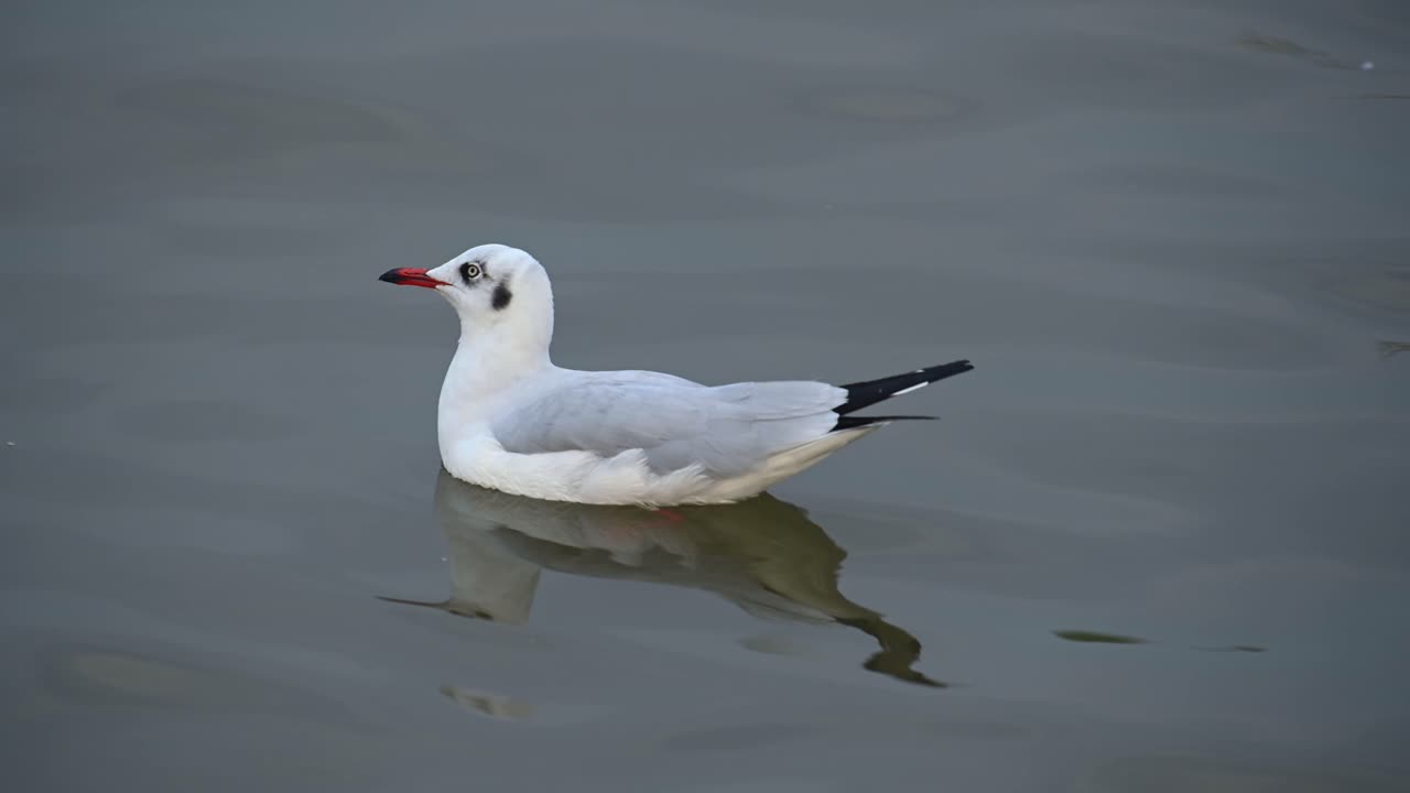 Måge, Laridae, flydende på vandet om eftermiddagen, Bueng Boraphet, Samut Prakan, Thailand