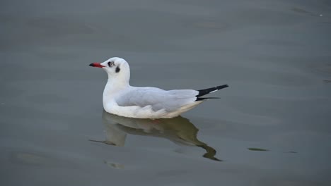 Seagull,-Laridae,-floating-on-Water-during-the-afternoon,-Bueng-Boraphet,-Samut-Prakan,-Thailand