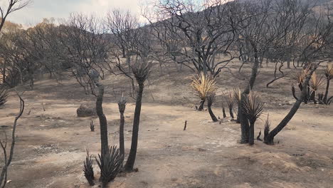 forest trees burned by fairview fire near hemet in california, usa