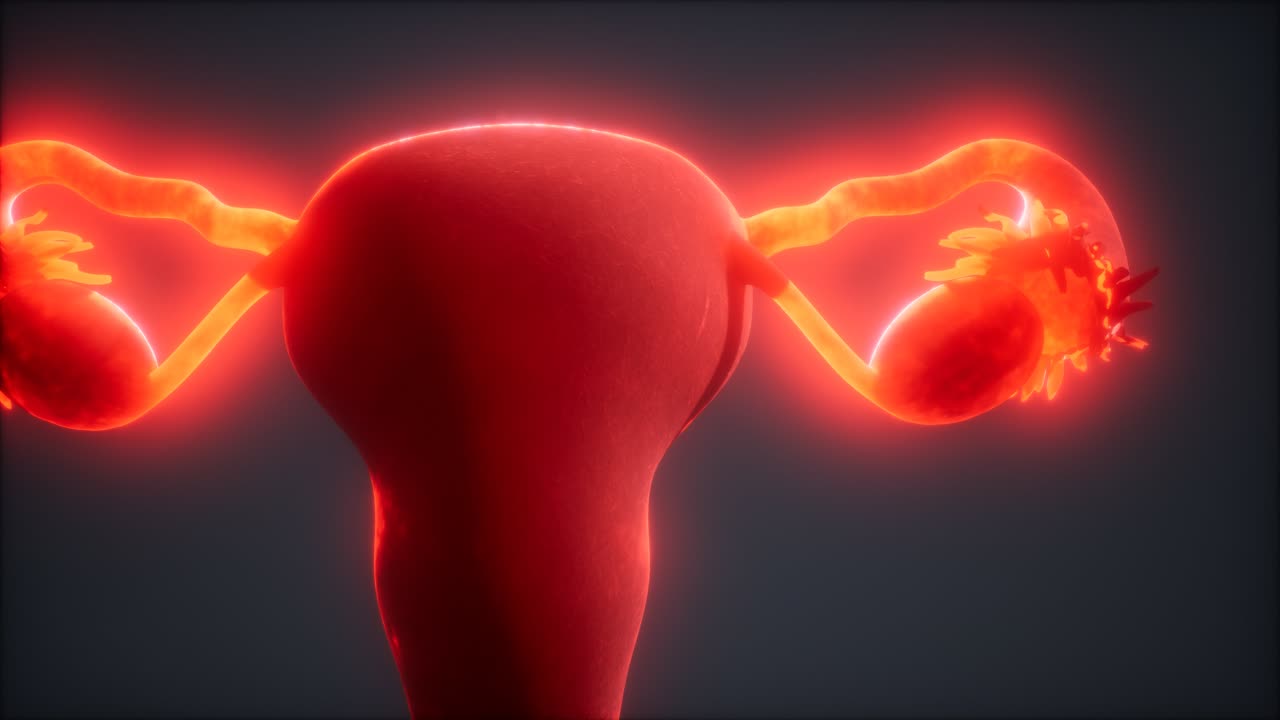 anatomía del sistema reproductivo femenino