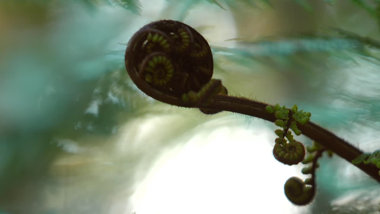 fern in pine forest in New Zealand. curled up fauna