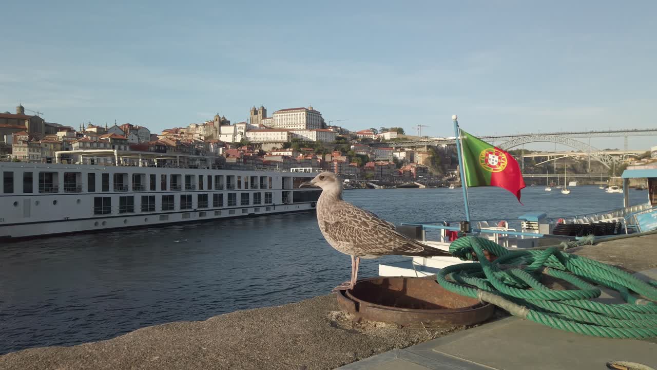Gull perched on the bank of Douro river, Porto, next to the Portugal's flag