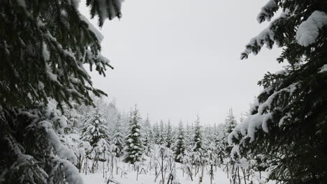 Verschneiter-Wald