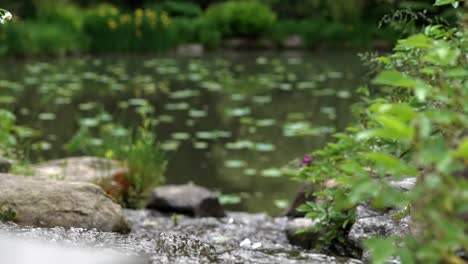 stream water flows down across rocks into lily pond that is out of focus