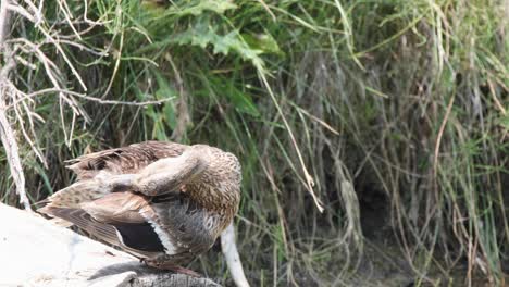 attentive female mallard duck standing on log grooms her feathers