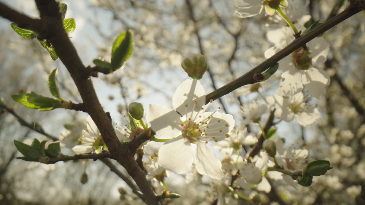 Spring Blossoms in Sunlight