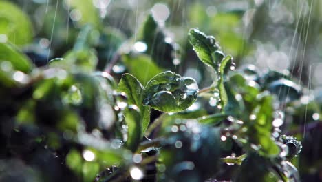 extreme close up of rain falling on marjoram plant leaves in garden, lit by sun from behind