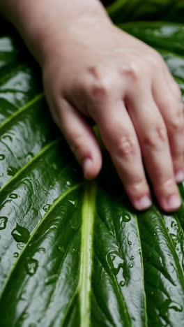 hand touching a wet green leaf with water droplets