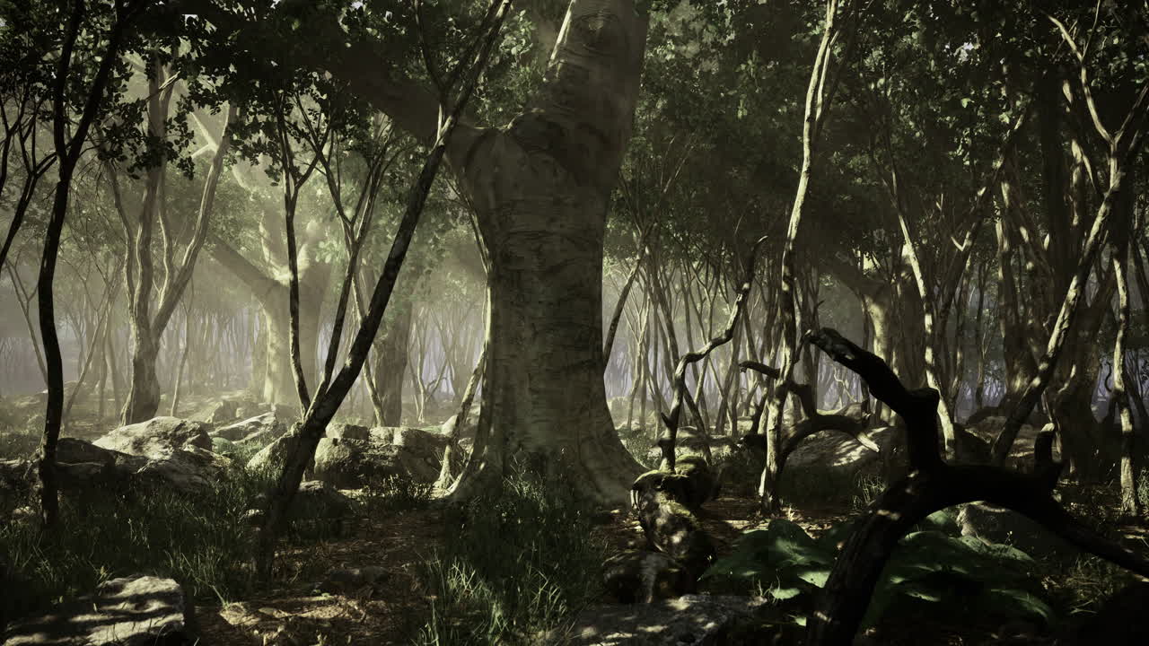 Mysterious fog settles over a dense forest at dawn with ancient trees