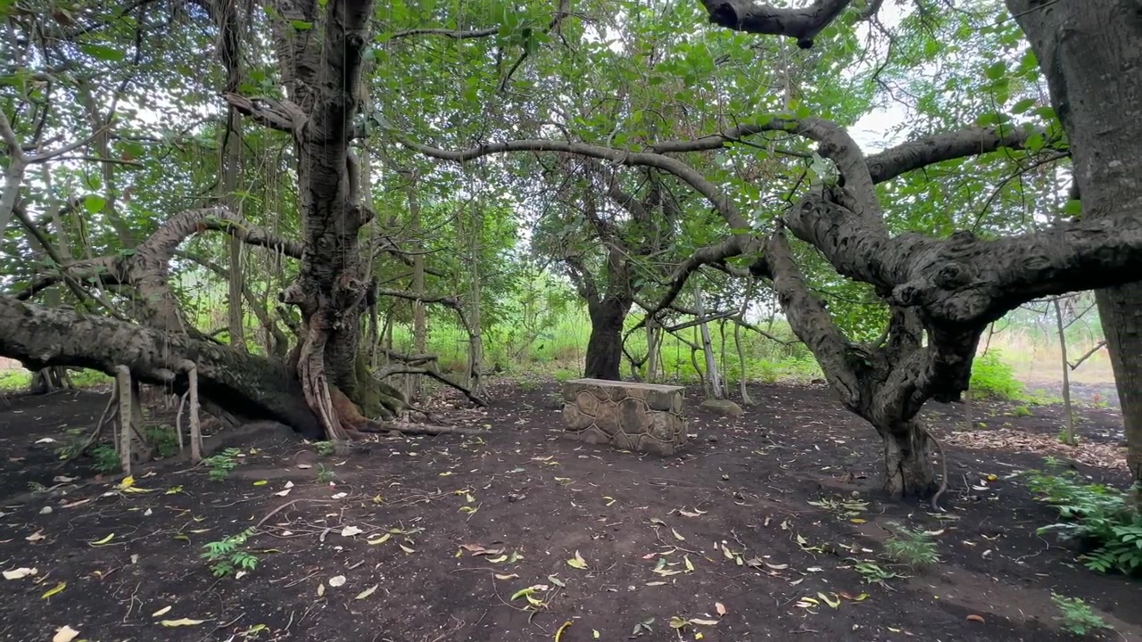 Albero Chilema, un enorme albero di banyan situato a Malosa, Distretto di Zomba, Malawi.