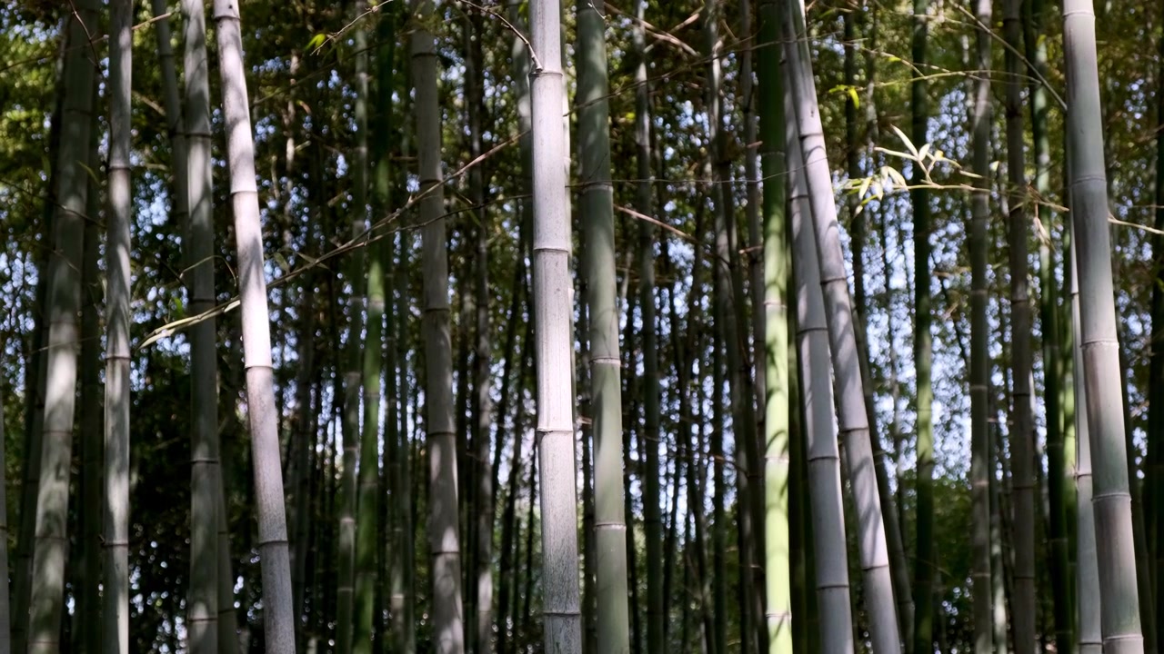 La luce del sole filtra attraverso un denso boschetto di alti e sottili fusti di bambù che si ergono in un tranquillo ambiente forestale.