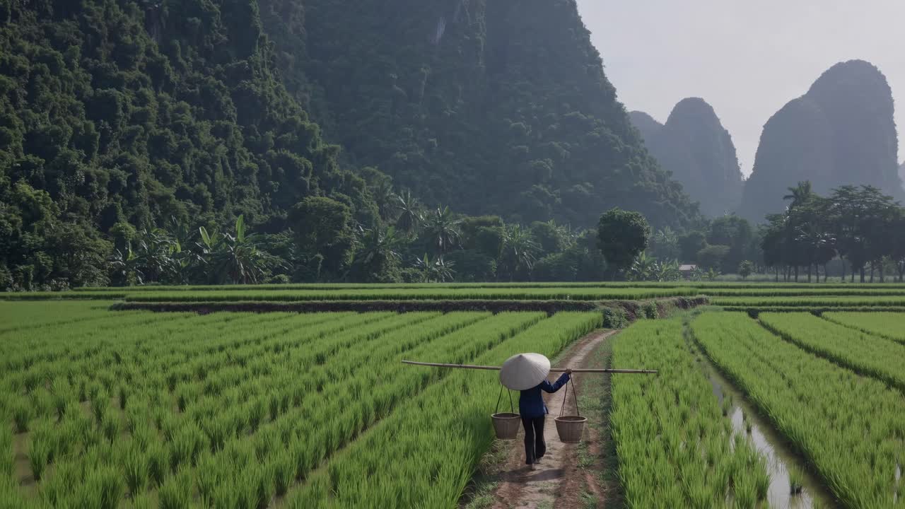 Aerial video view of a person walking through lush green rice fields with mountainous backdrop