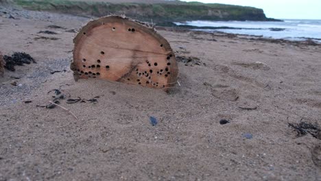 natures circle, two driftwood trunks on a sandy beach with mollusk holes in them