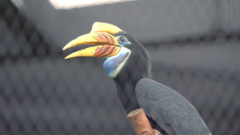 Wrinkled-hornbill-at-Bird-Paradise-in-Mandai,-Singapore