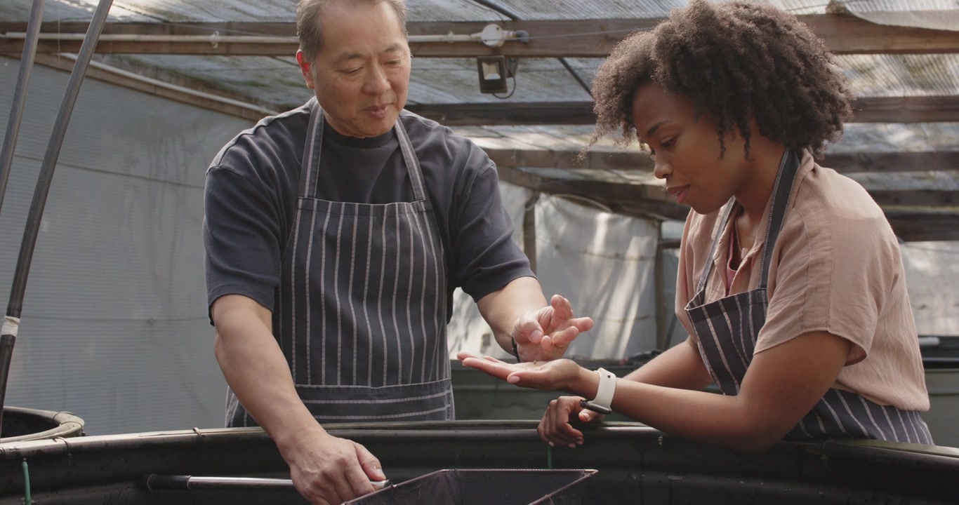 Senior Asian man mentoring African woman, reaching into tank, placing pieces in her palm, teaching