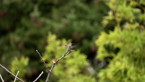 un colibrí de anna descansando en una rama