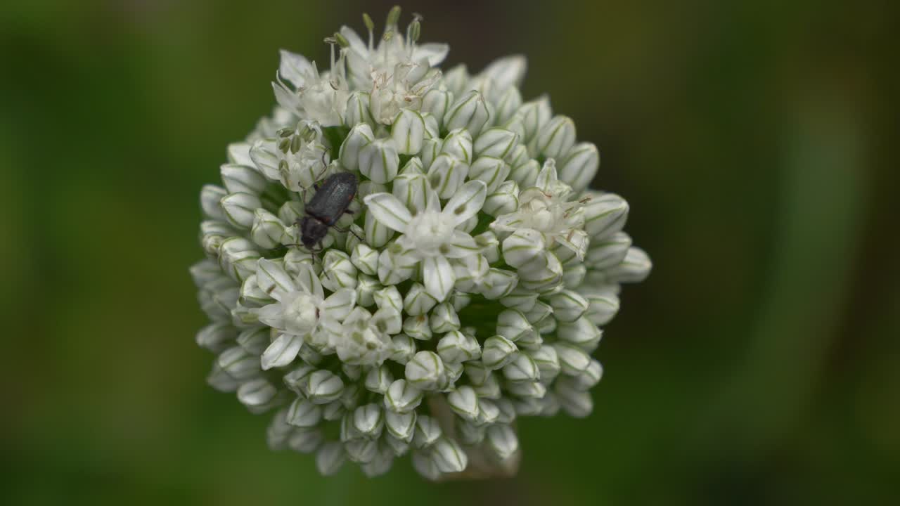 macro de primer plano del escarabajo negro sentado en una flor blanca