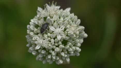 Macro-close-up-shot-of-black-beetle-sitting-on-white-flower