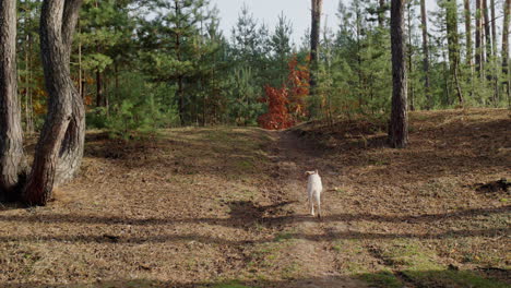 Golden-Retriever-Welpe-Läuft-Einen-Pfad-In-Einem-Malerischen-Wald-Entlang